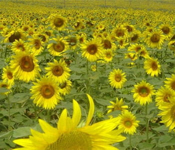 certains apiculteurs accusent l'utilisation des insecticides dans les cultures