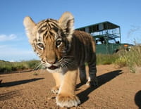 Ma vie avec les tigres : En marchant