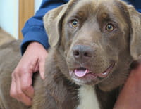 L'incroyable Dr Pol : Vive les chiots !