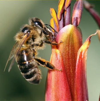 les abeilles ne sont pas placées sous surveillance comme les bovins ou les