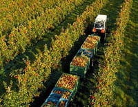 Au gré des saisons : Automne : La fête des récoltes