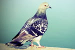 Pigeon
