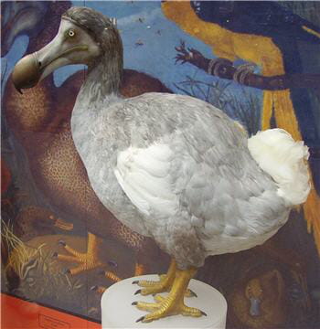 le dodo est un des symboles de l'extinction des espèces liée à l'homme.