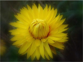 quoi de mieux qu'une immortelle pour symboliser cette attente ?