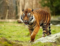 Une saison au zoo