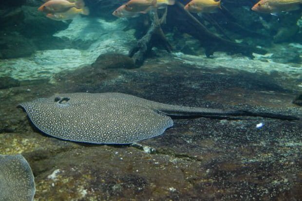 Rencontres sauvages aquarium porte doree