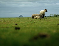 Paysans du monde : Mont Saint-Michel : agneaux pré-salé