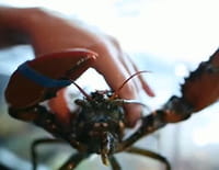 Homard : les pinces de l'Atlantique