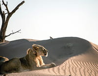 Lions de Namibie : Un nouveau départ
