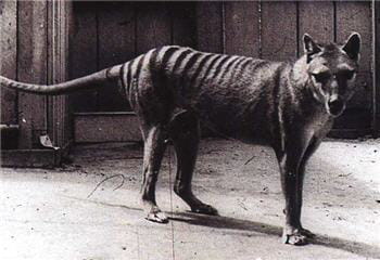 les derniers tigres de tasmanie connus étaient en captivité.