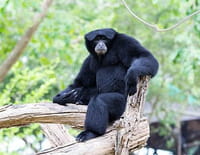 Une saison au zoo