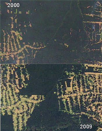 la déforestationn en amazonie s'est terriblement accentuée en l'espace de 10