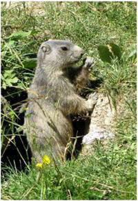 marmotte jacques estal