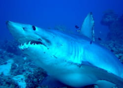 requin julien grinsztajn