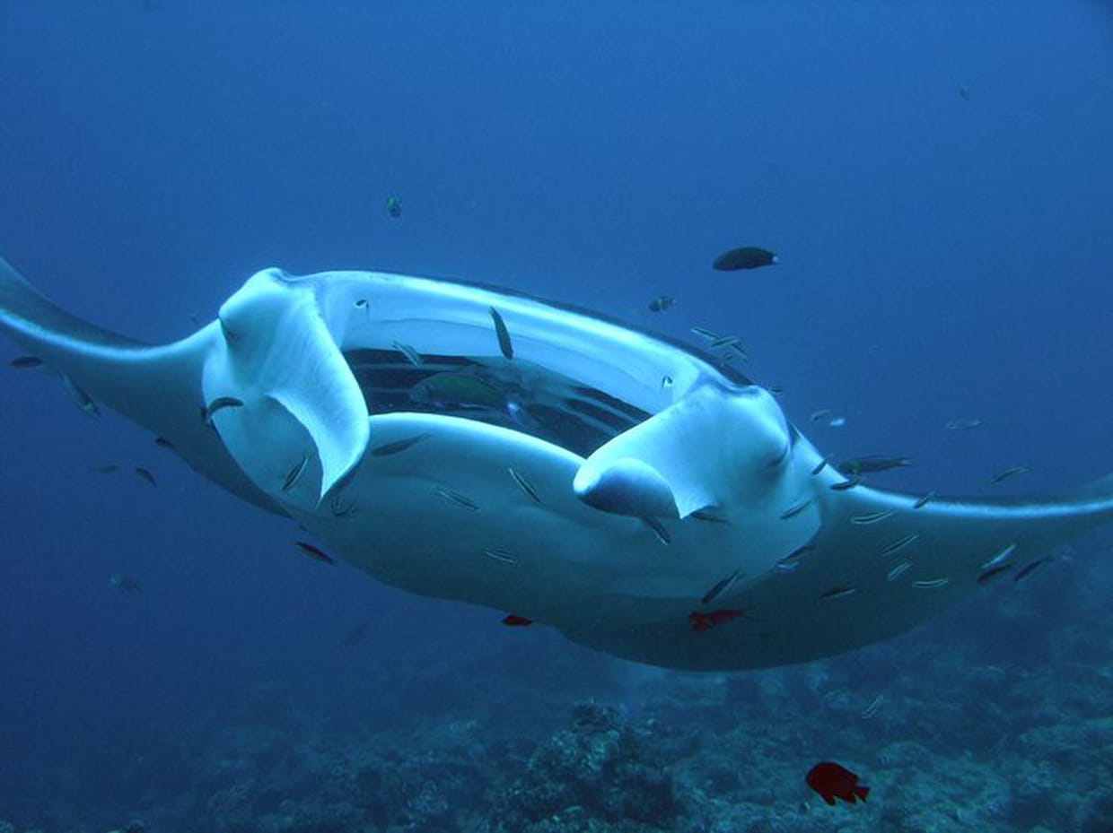 Raie manta des Maldives