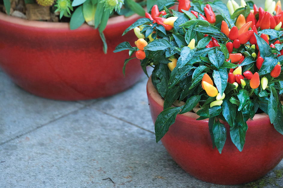 Des pots color&eacute;s
