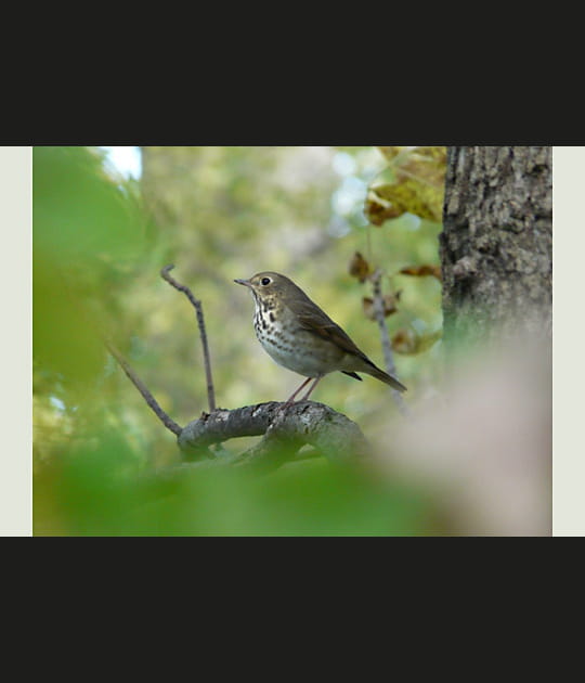 Petit oiseau