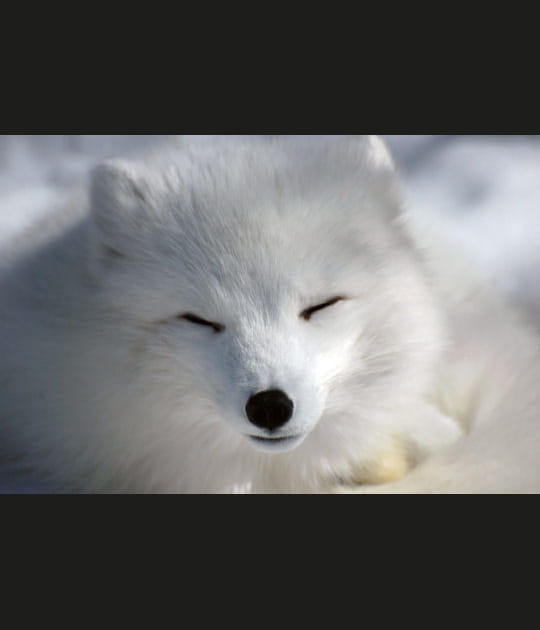 Le renard polaire