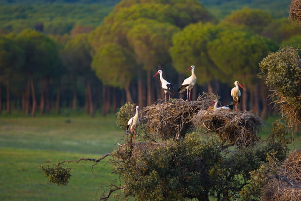 Le Parc National de Doñana, un joyau de la biodiversité en Andalousie