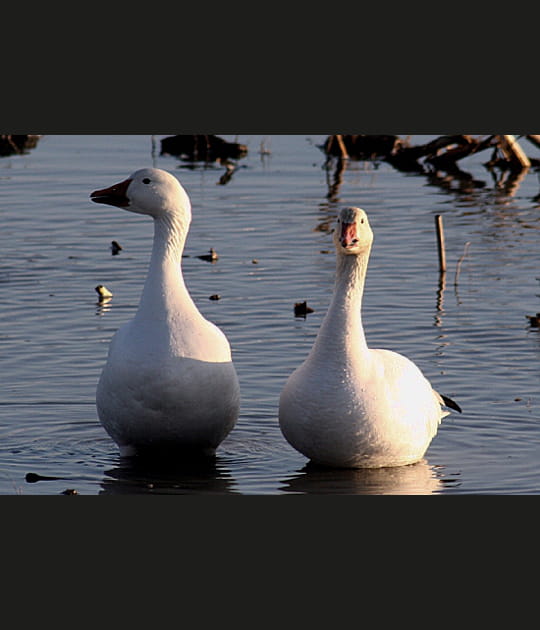 A ne pas confondre avec un cygne