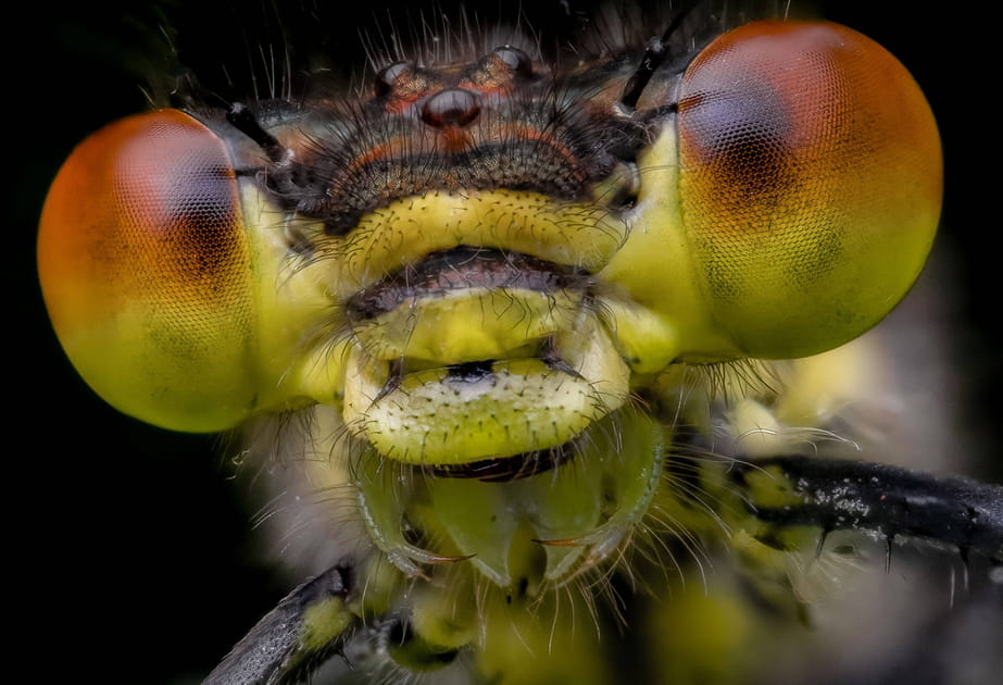 Ces envo&ucirc;tantes photos macro d'insectes