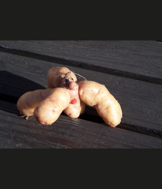 Au choix&nbsp;: crabe ou pomme de terre