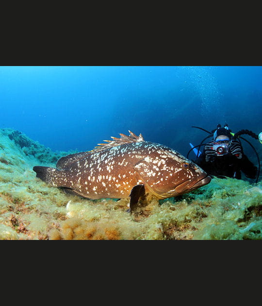 Le m&eacute;rou g&eacute;ant