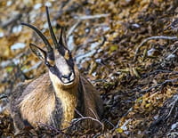 Chroniques sauvages : L'aigle et le chamois