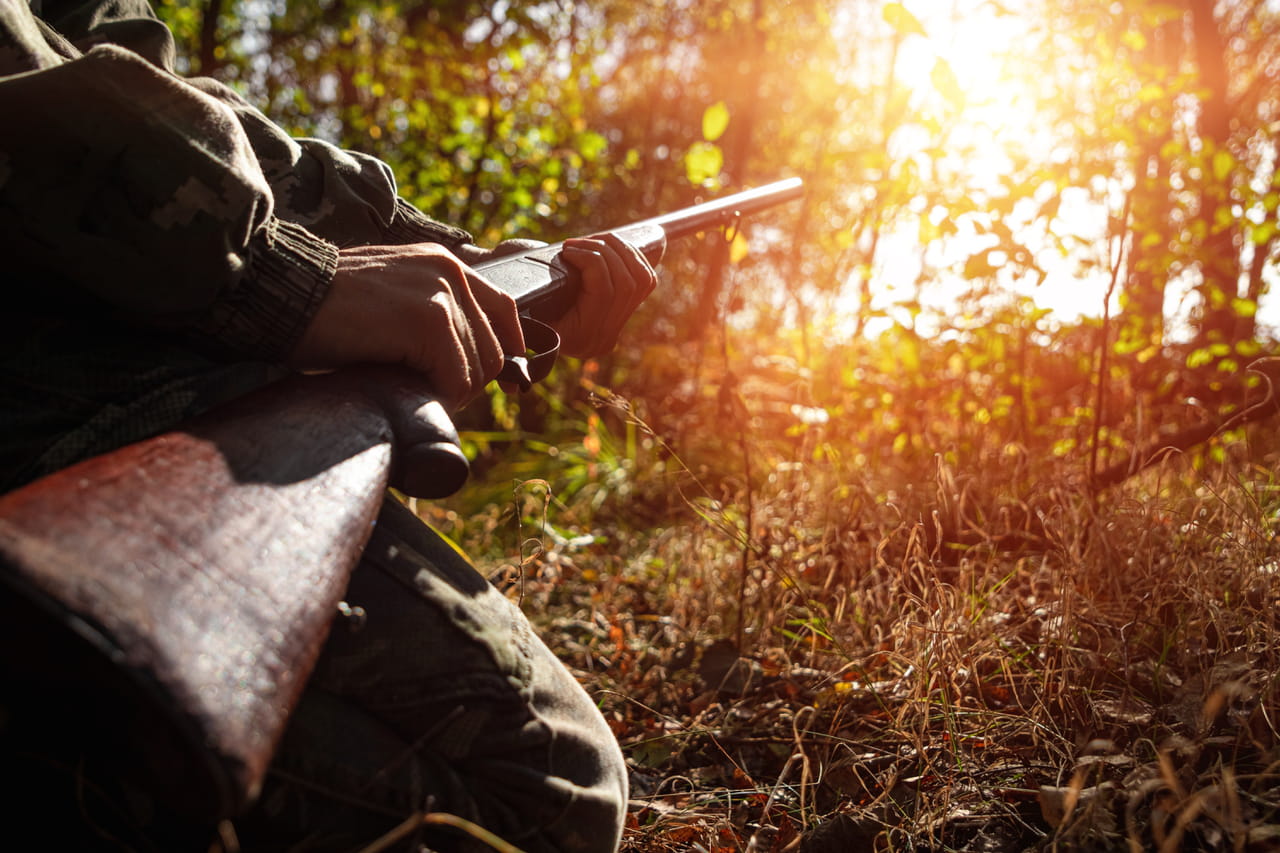La chasse de cette espèce, interdite depuis cinq ans, sera de nouveau possible dans quelques jours