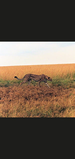 13&nbsp;heures&nbsp;: la chasse commence