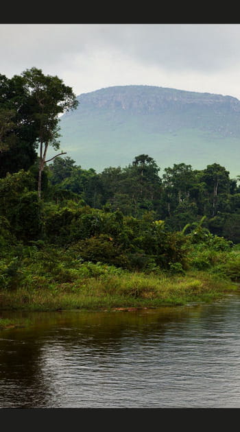 Le Mokele-Mbembe au Congo
