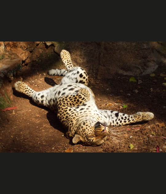 La paresse du gu&eacute;pard