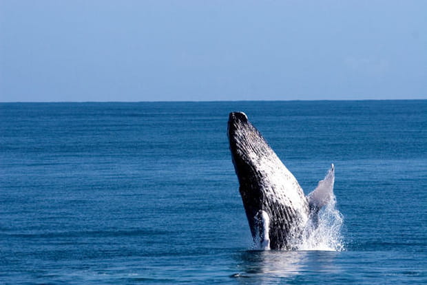 Les baleines à bosse de Samaná