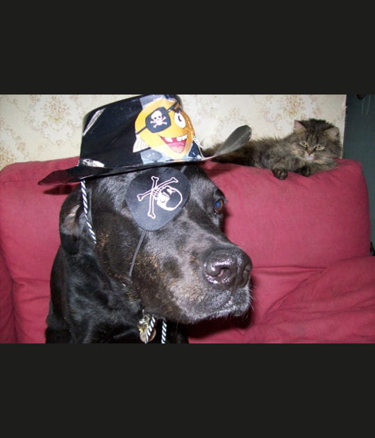 Chien pirate