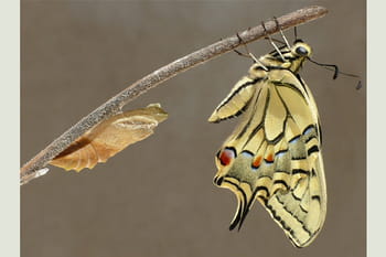 Dans l'intimité des insectes