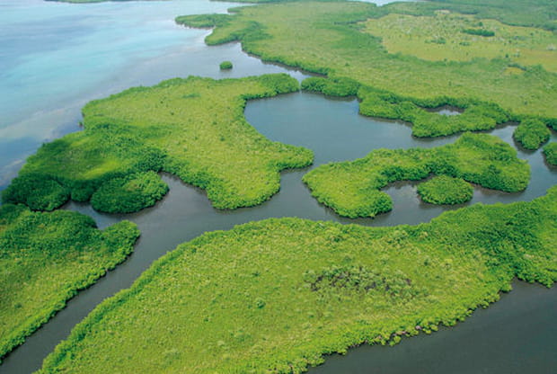Les palétuviers flottants