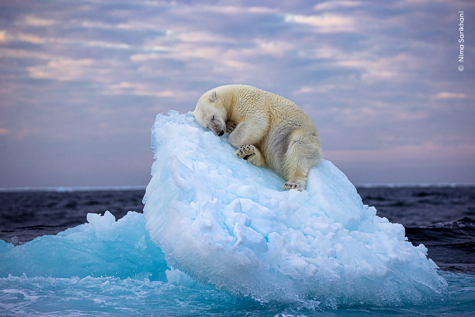 &quot;Lit de glace&quot; par Nima Sarikhani (Royaume-Uni)