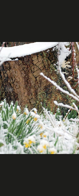 Jonquilles sous la neige
