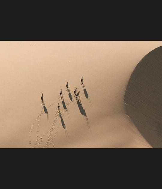 Les oryx gazelles