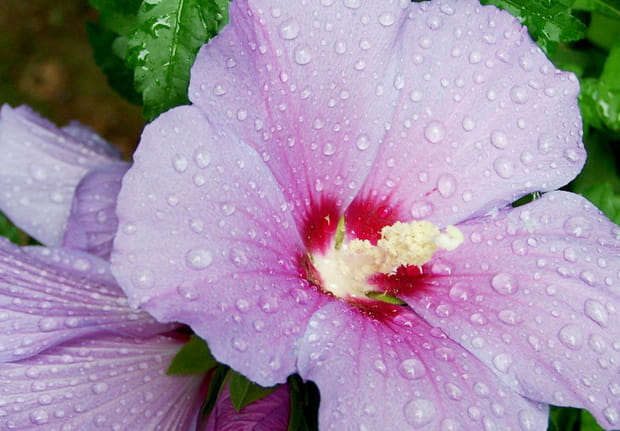 Rosée du matin
