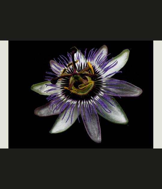 Passiflore