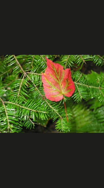 L'automne