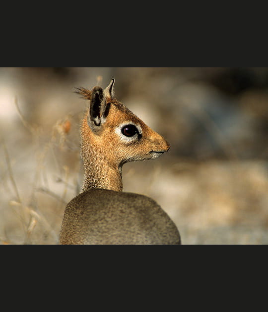 Le regard de Dik-dik de Damara