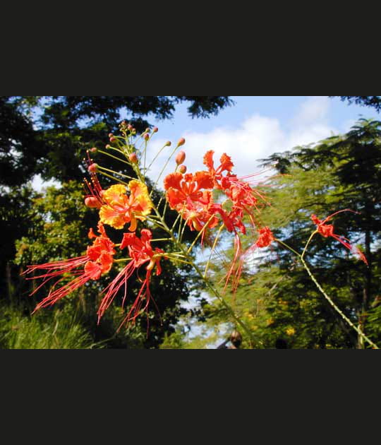 Des fleurs chatoyantes