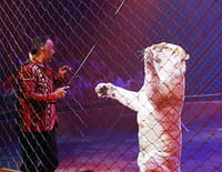 Une saison au cirque