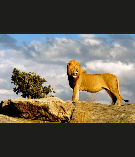 Le roi de la savane