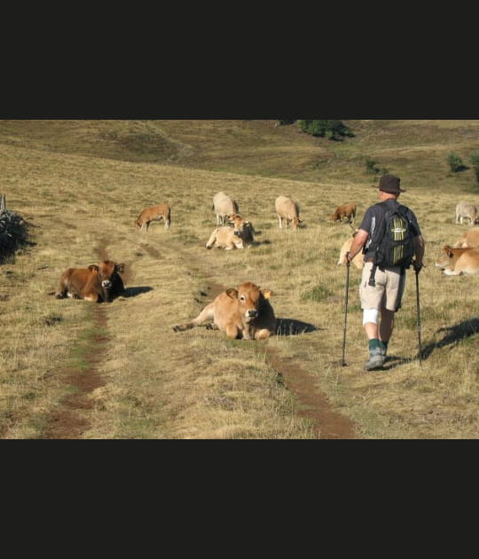 La vache&nbsp;! Y a du monde sur la route&nbsp;!