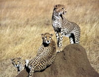 Ushuaïa nature : Prélude au crépuscule d'une faune (Botswana / Rwanda / Tanzanie / Zimbabwe)