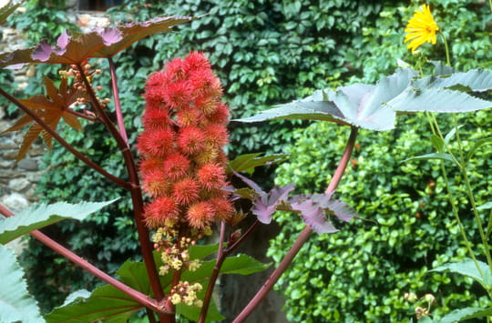 6000&nbsp;fois plus toxique que le cyanure et sans antidote connu&nbsp;: cette plante dangereuse est pourtant pr&eacute;sente dans certains jardins
