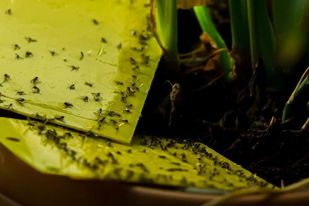 Les moucherons dans la cuisine et autour des plantes